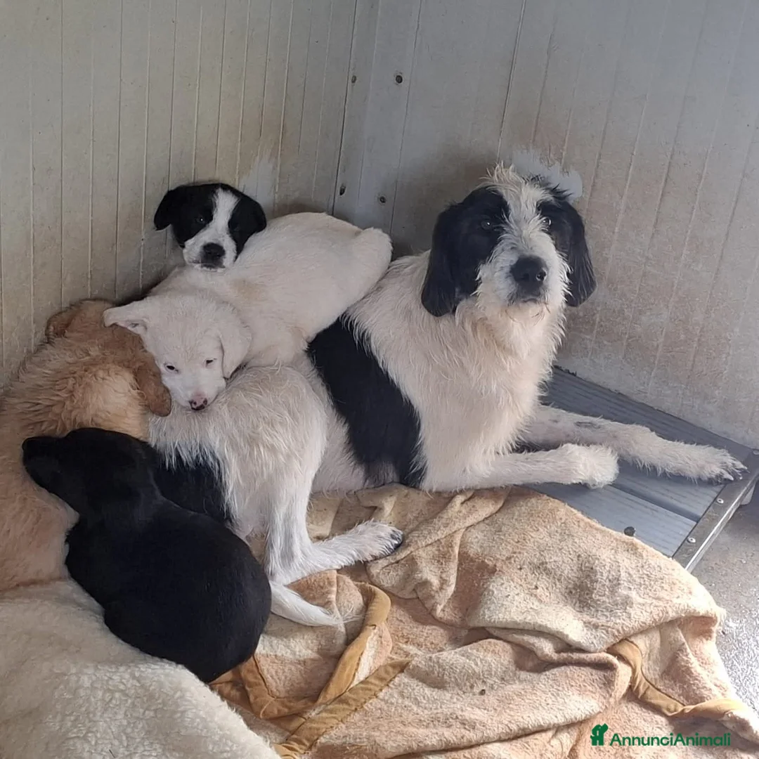 Meticcio cani in regalo: Quattro polpettine cercano casa - Annuncio 1