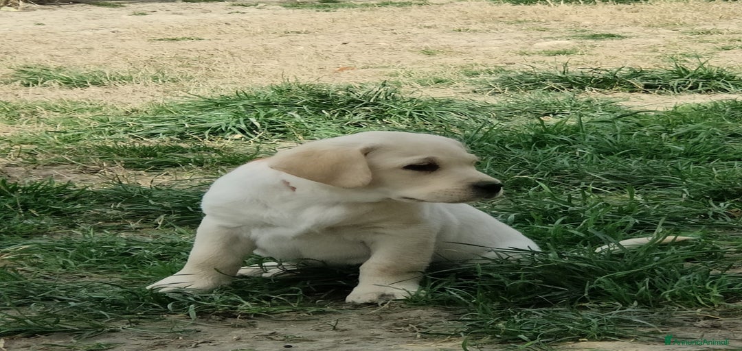 Immagine della galleria {{count}}