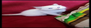 Ragdoll 5