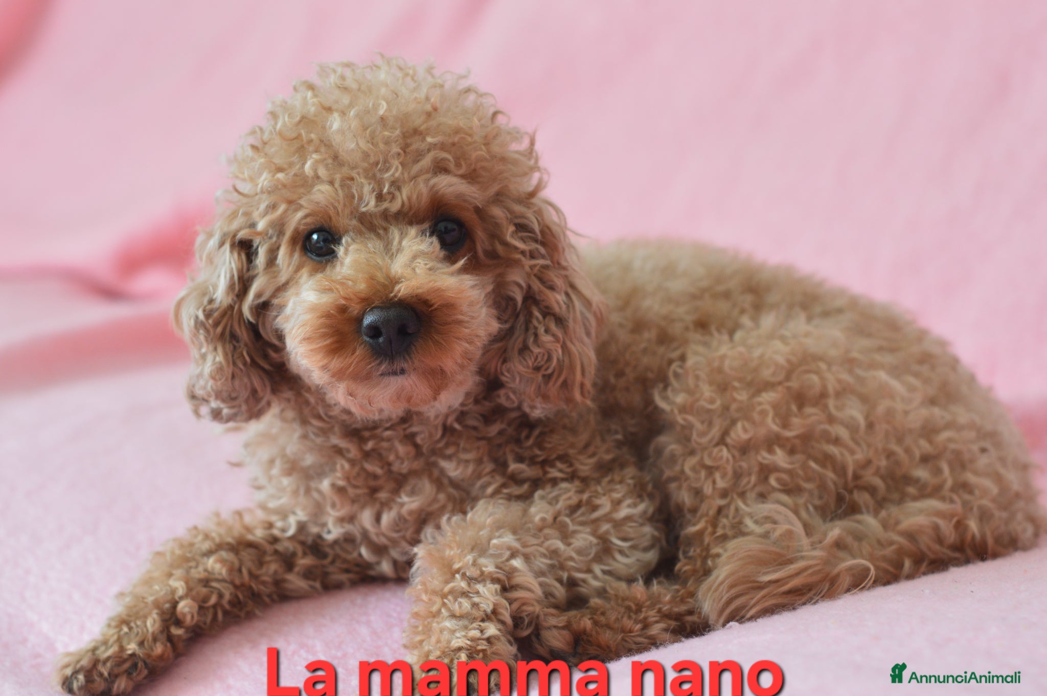 Meticcio cani Barboncino nano e toy - Annuncio 16