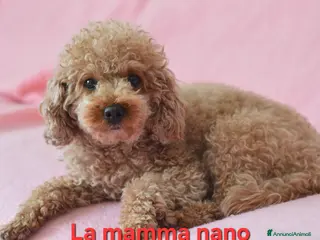 Meticcio cani Barboncino nano e toy - Annuncio 1