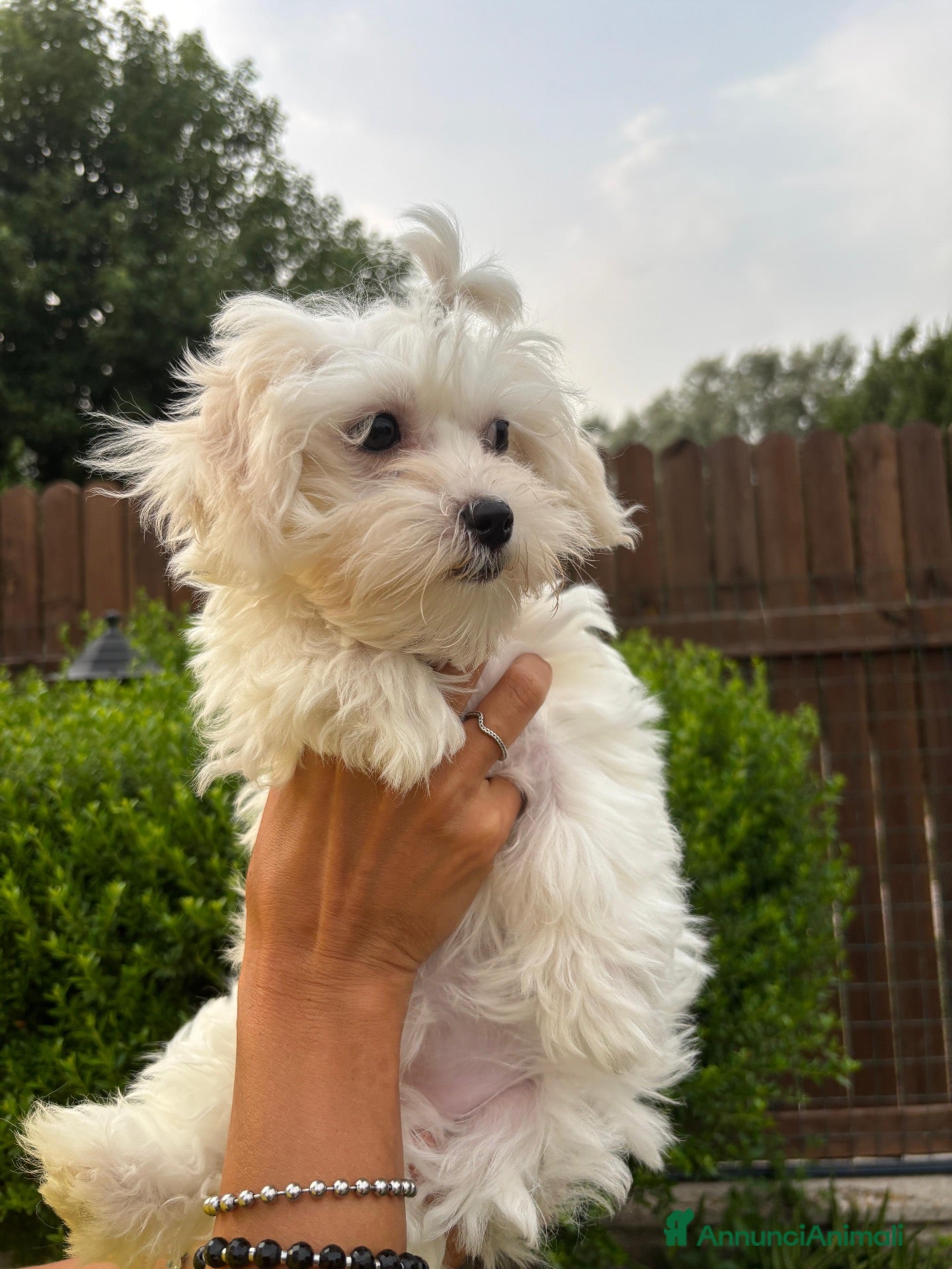 Maltese cani Dolcissima cucciola di maltese  - Annuncio 7