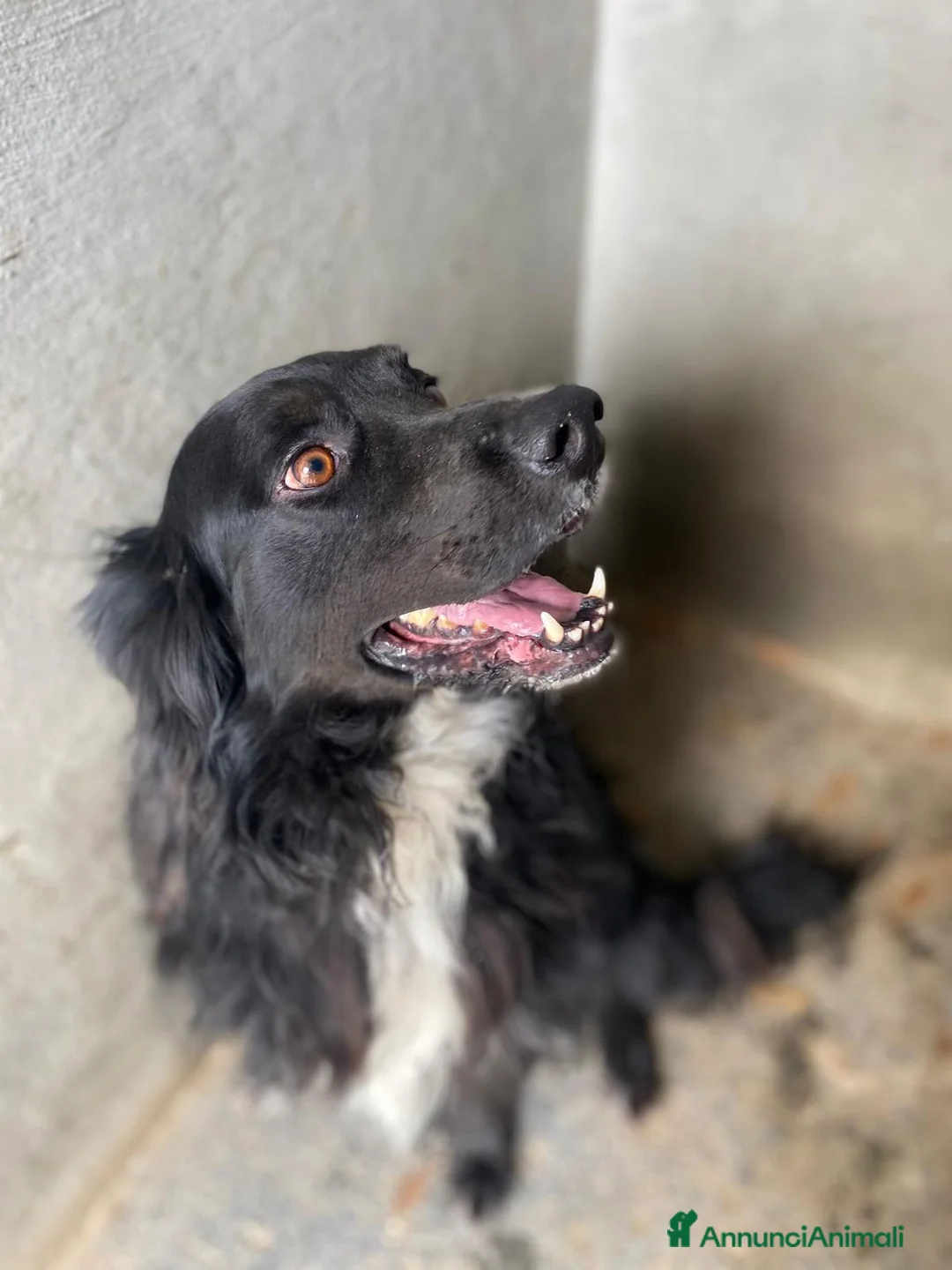 Meticcio cani in regalo: PRINCE occhi belli cerca casa - 7 anni  a Provincia di Latina - Annuncio 2