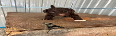 Lagotto 3