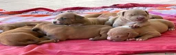 Pitbull cani in vendita: Vendesi cuccioli American Pitbull Terrier  a Città metropolitana di Palermo - Annuncio 12