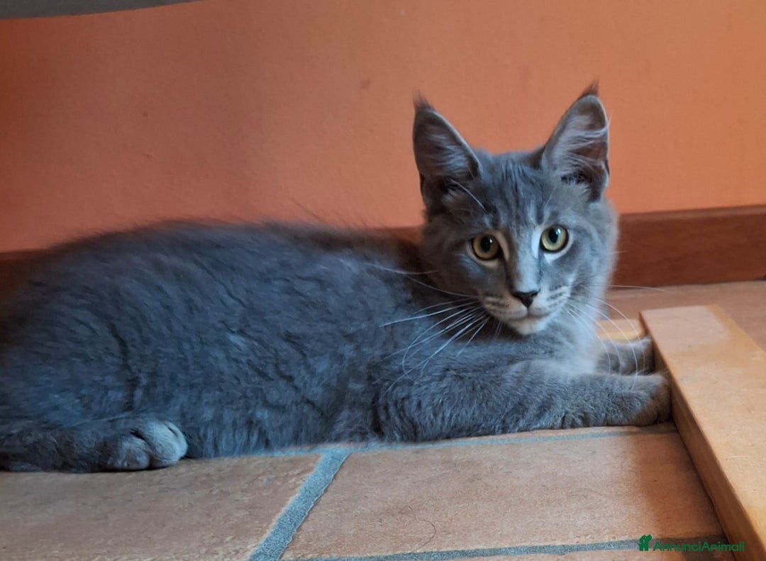 Maine Coon gatti in vendita: maine coon a Provincia di Vicenza - Immagine 1