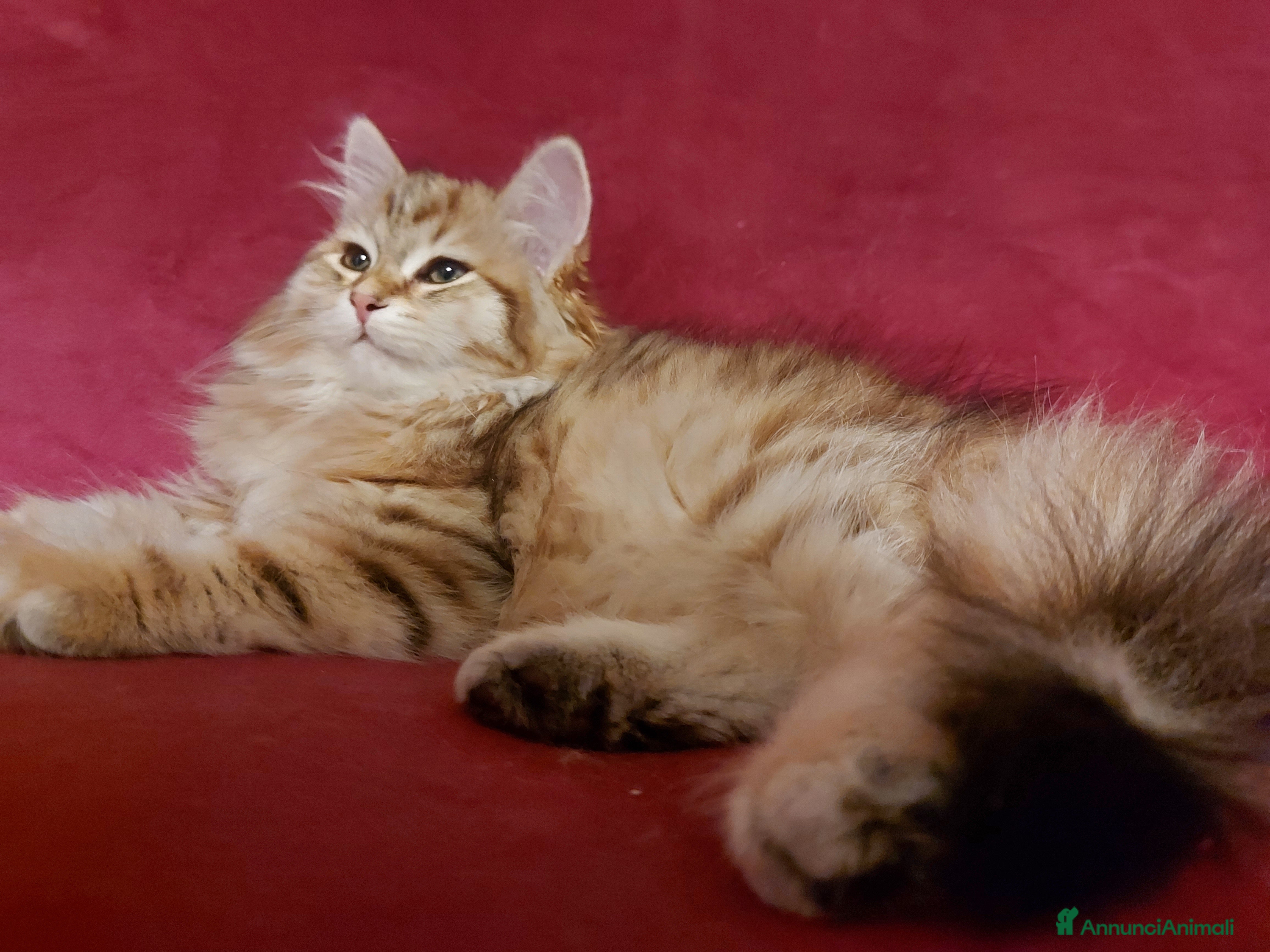 Siberiano gatti Cuccioli di gatto Siberiano Certificati  - Annuncio 2