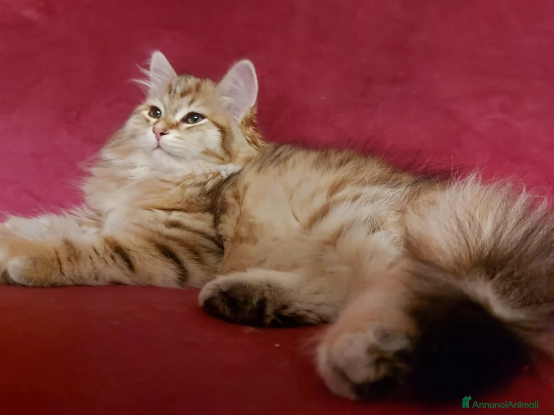 Siberiano gatti in vendita: Cuccioli di gatto Siberiano Certificati  - Annuncio 1