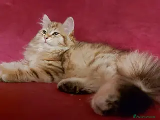 Siberiano gatti Cuccioli di gatto Siberiano Certificati - Annuncio 1