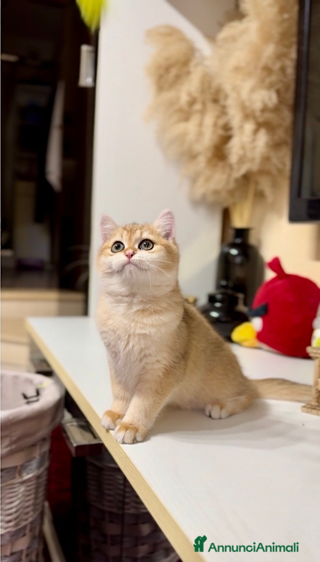 British gatti in vendita: Cucciolo british golden con pedigree  - Annuncio 4