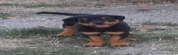 Rottweiler cani in vendita: Cucciolo maschio di Rottweiler con il Pedigree  - Annuncio 6