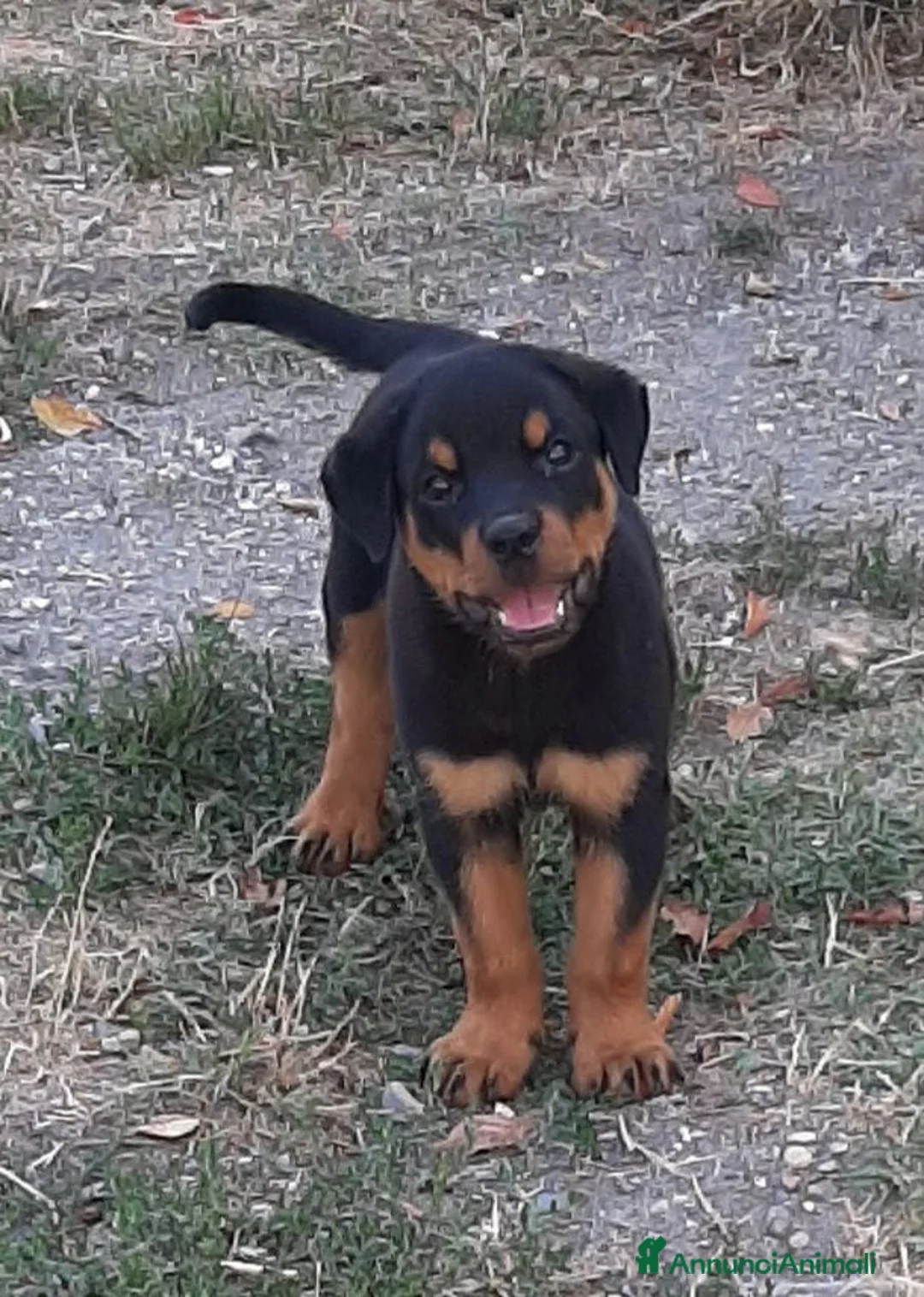 Rottweiler cani in vendita: Cucciolo maschio di Rottweiler con il Pedigree  - Annuncio 6