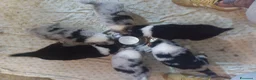 Australian Shepherd cani in vendita: Cuccioli Pastore australiano - Annuncio 16