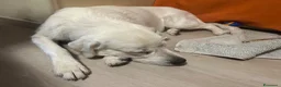 Meticcio cani in regalo: Taralluccio a Città metropolitana di Milano - Annuncio 5
