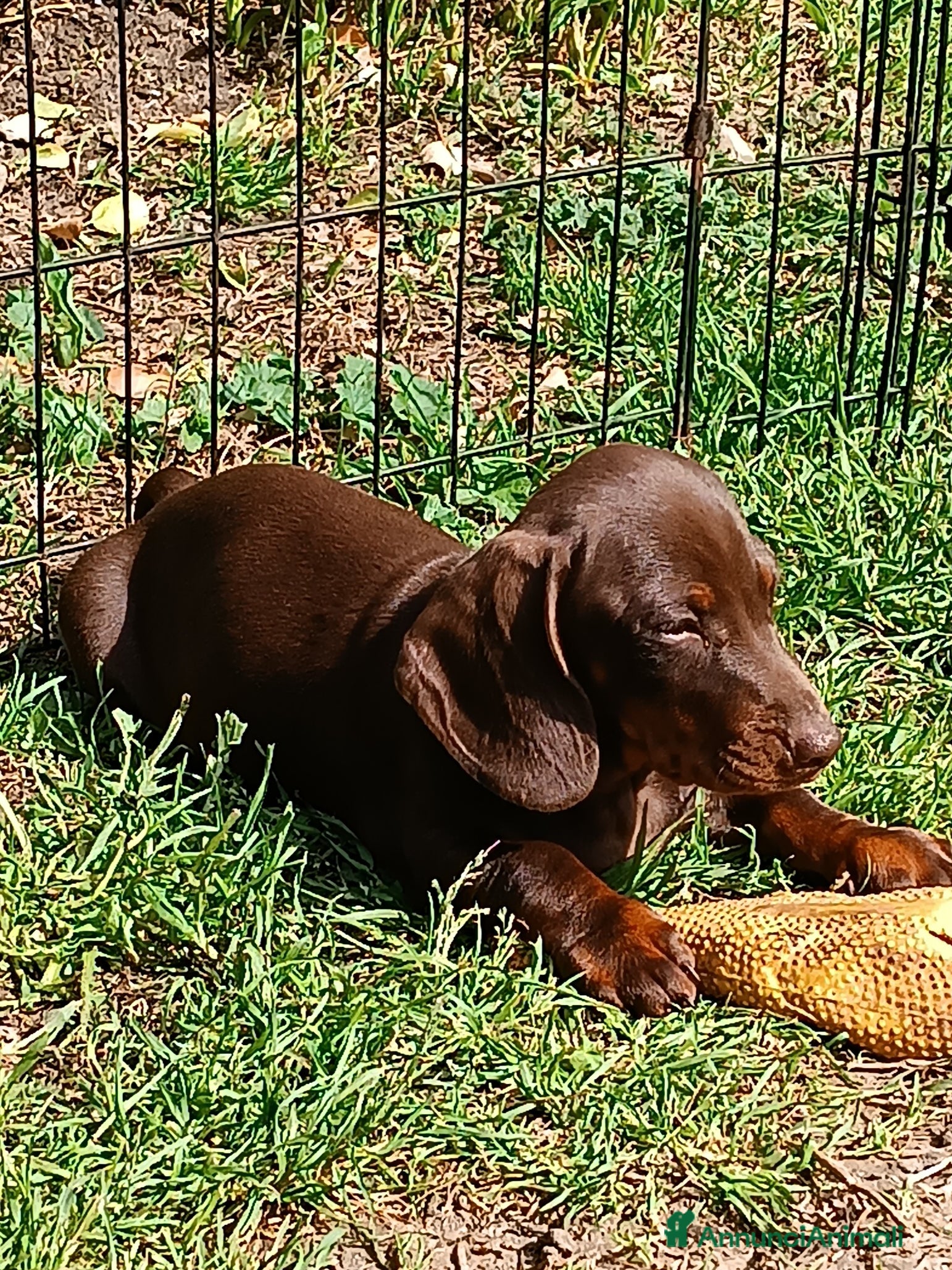 Bassotto cani Bassottini cioccolato test negativi.  - Annuncio 1