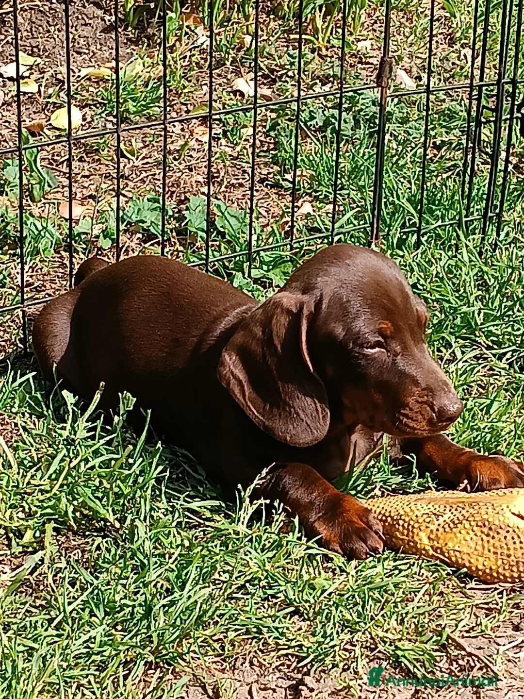 Bassotto cani in vendita: Bassottini cioccolato test negativi.  - Annuncio 1