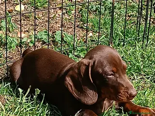 Bassotto cani Bassottini cioccolato test negativi. - Annuncio 1