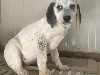 Meticcio cani LA SPLENDIDA SIRIETTA - Annuncio 11