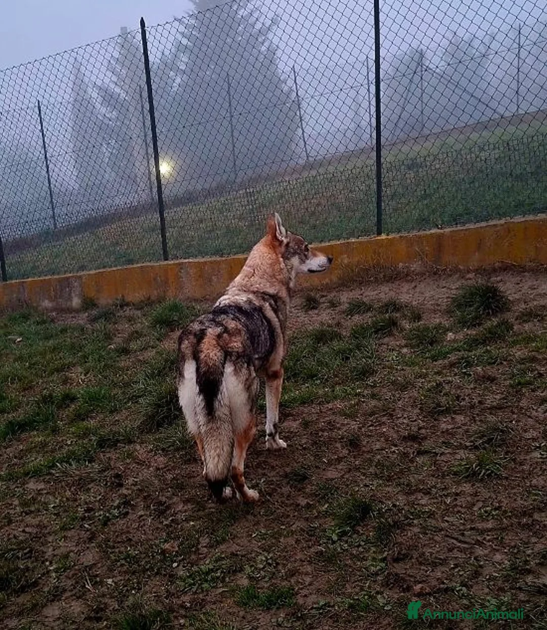 Lupo Cecoslovacco cani in regalo: DIANA  bellissima! Non per tutti a Città Metropolitana di Torino - Annuncio 2