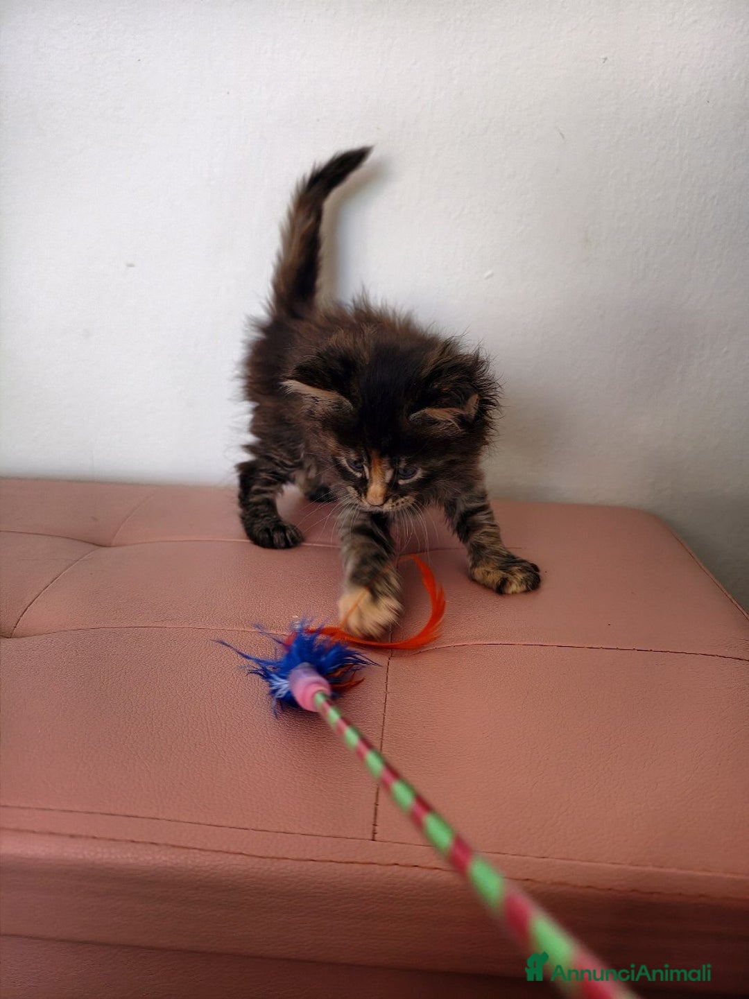 Maine Coon gatti in vendita: Cucciola Maine coon  - Annuncio 3