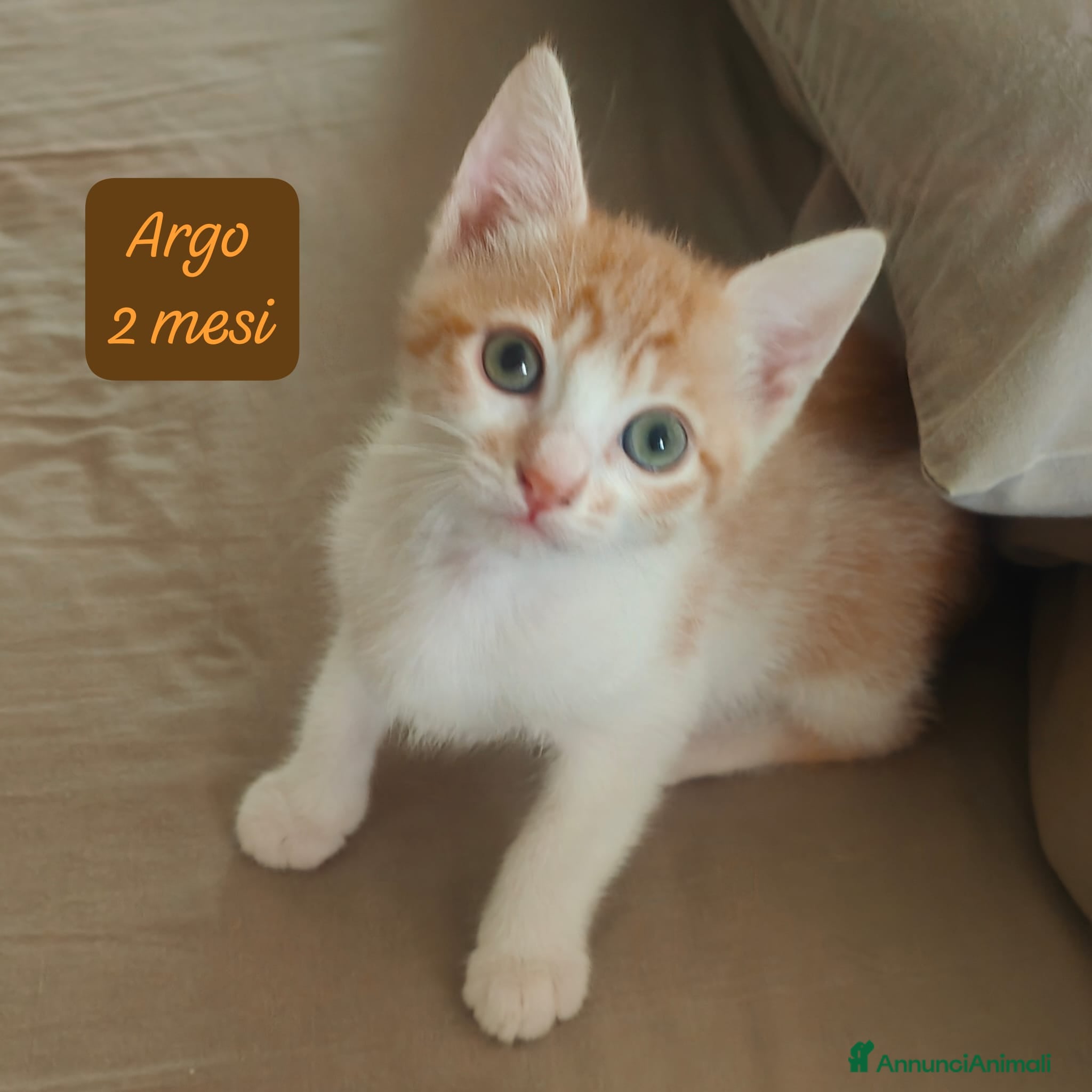 Altre razze gatti in regalo: Urgenti famiglie cercasi per questi gattini - Annuncio 1
