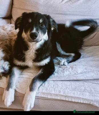 Meticcio cani Kaos 7/8mesi tg medio grande SOS PUGLIA - Annuncio 2