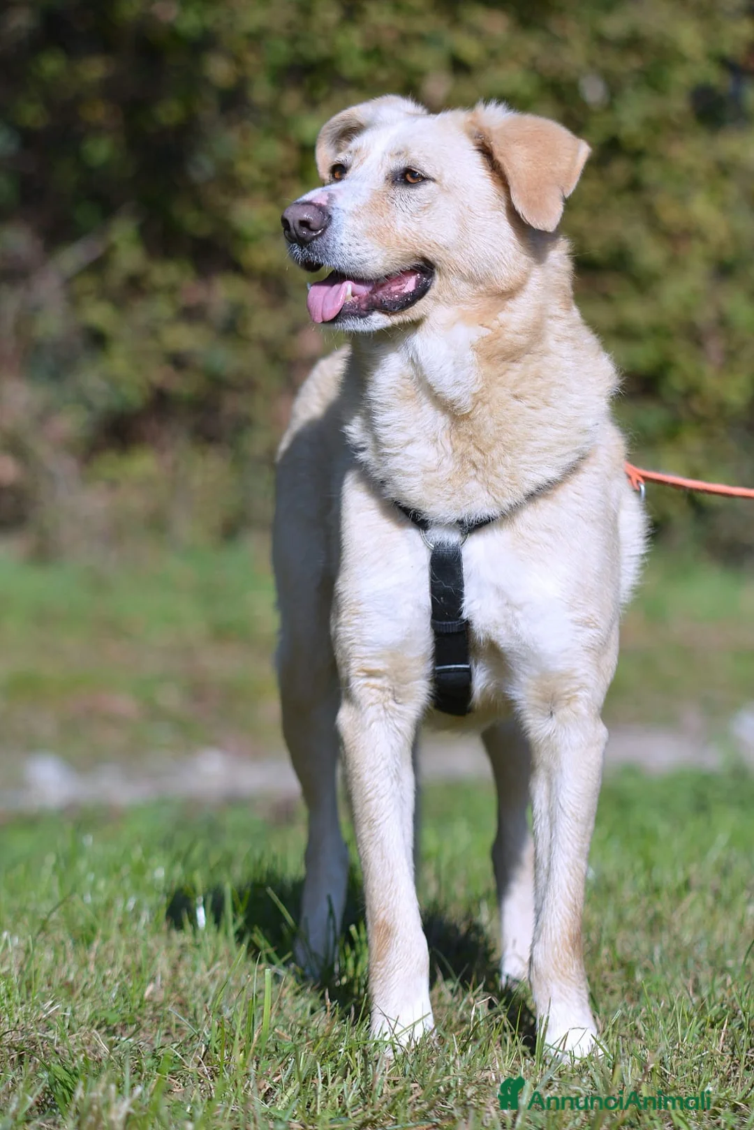 Meticcio cani in regalo: Pippo un cane buonissimo in cerca di casa  - Annuncio 2