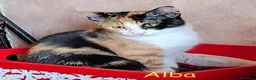 Europeo gatti in regalo: TRE MICI MERAVIGLIOSI CERCANO CASA  a Città metropolitana di Roma Capitale - Annuncio 6