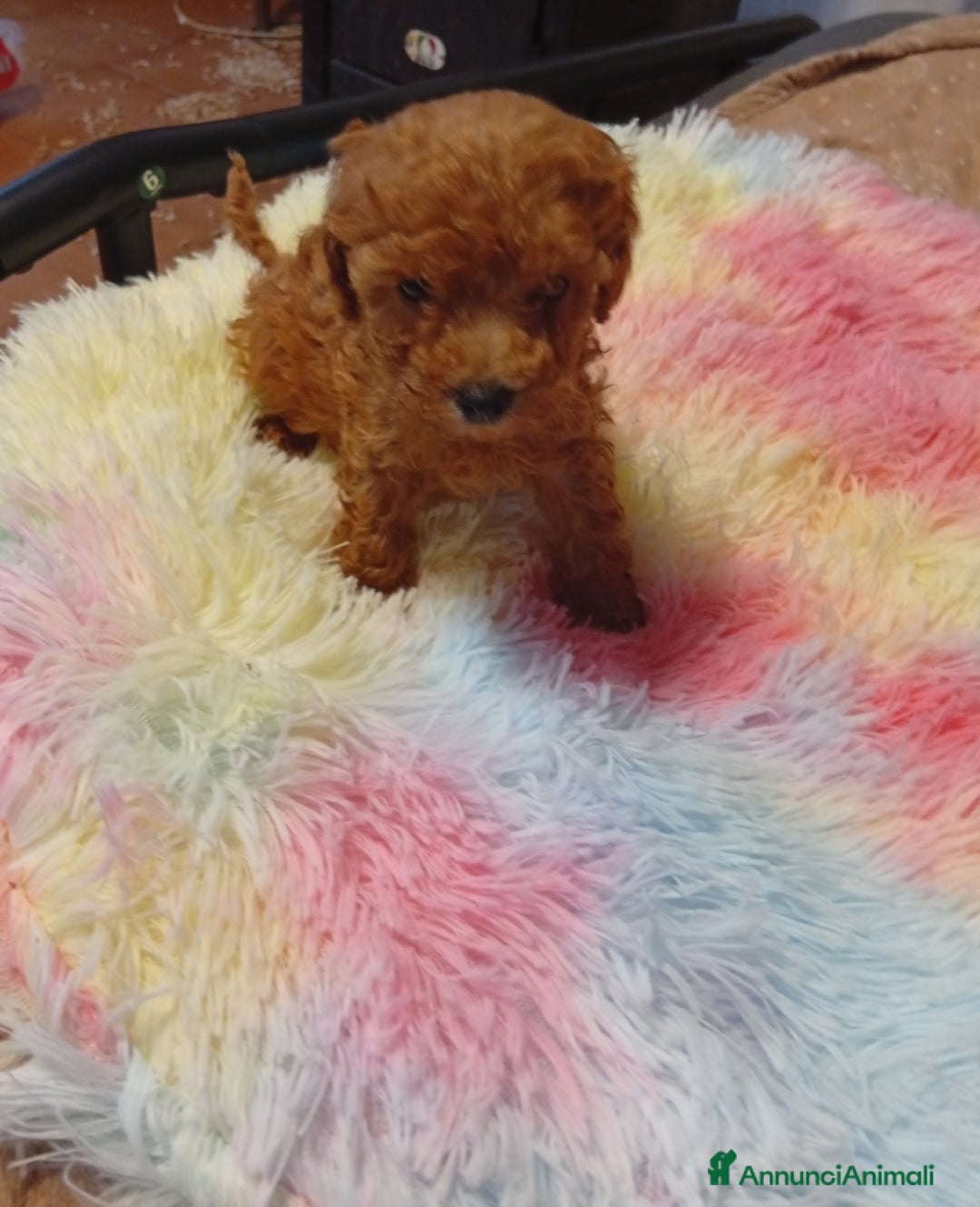 Barboncino cani in vendita: Cuccioli barboncino Toy/mini toy - Annuncio 5