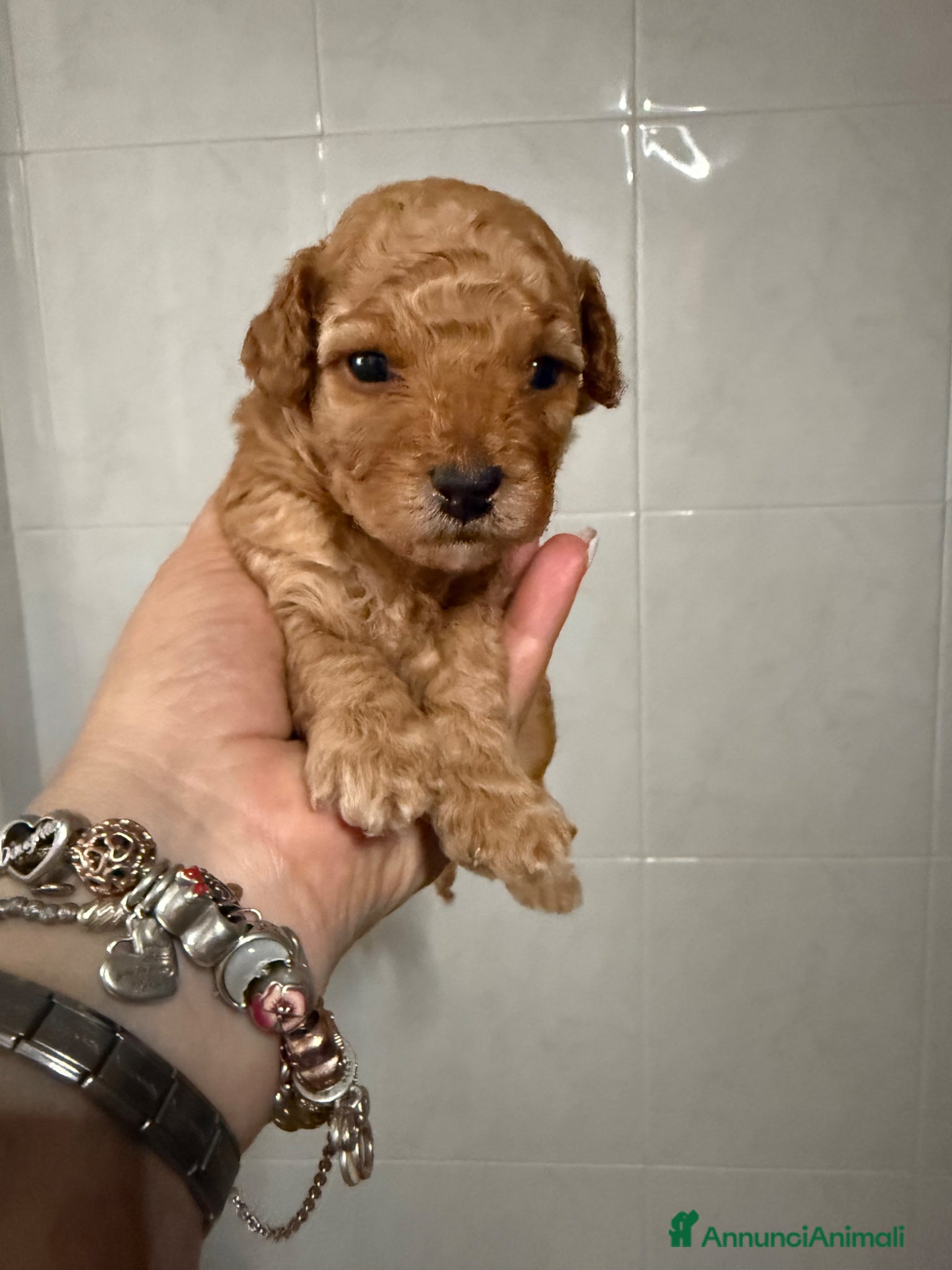 Barboncino Toy cani Cucciolata barboncini  - Annuncio 1