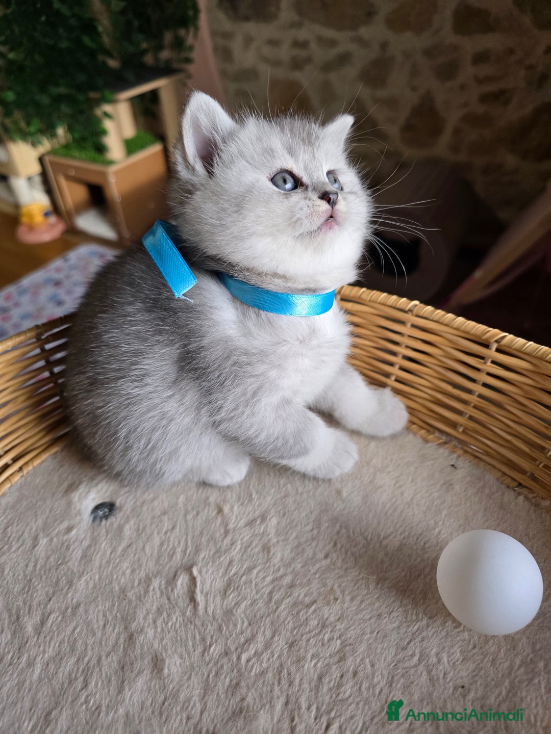 Scottish gatti in vendita: Gattini Scottish fold e straight silver shaded - Annuncio 10