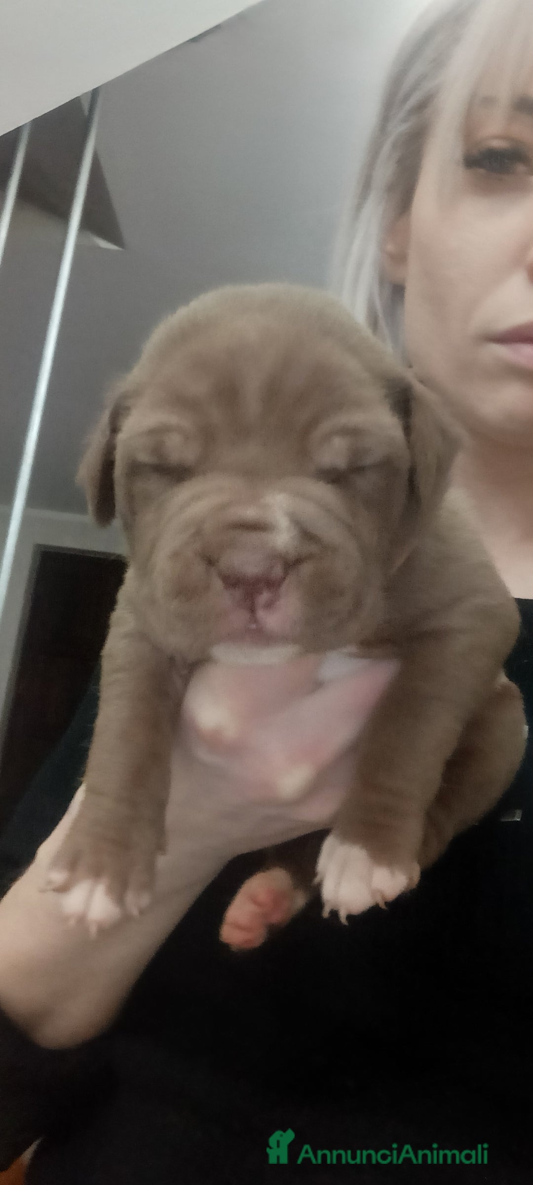 Pitbull cani in vendita: Cuccioli di Pitbull con PEDIGREE  - Annuncio 1
