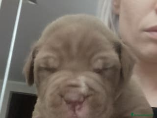 Pitbull cani Cuccioli di Pitbull con PEDIGREE - Annuncio 1