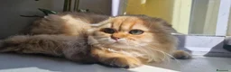 Scottish gatti in vendita: Scottish  - Annuncio 4