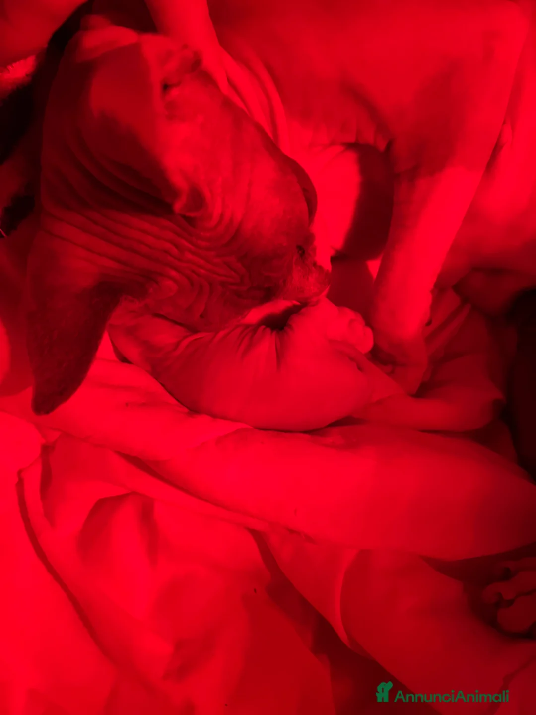 Sphynx gatti in vendita: Sphynx  a Città metropolitana di Roma Capitale - Annuncio 3