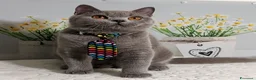 Scottish gatti in vendita: Scottish Straight Marloy - Annuncio 3