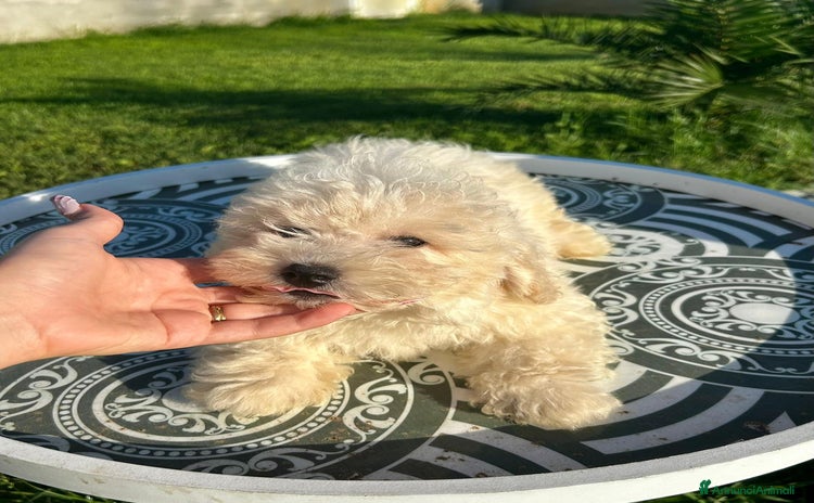 Maltese cani a Città metropolitana di Roma Capitale - Annuncio 15