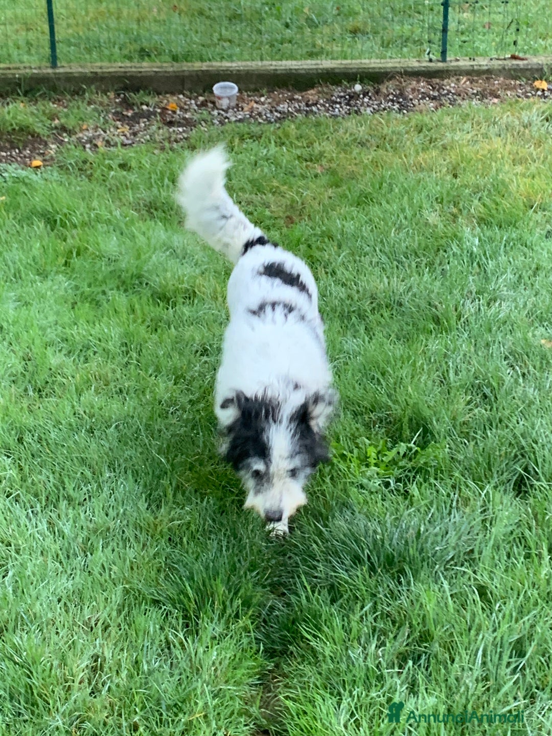 Altre razze cani in regalo: Kira  - Annuncio 2