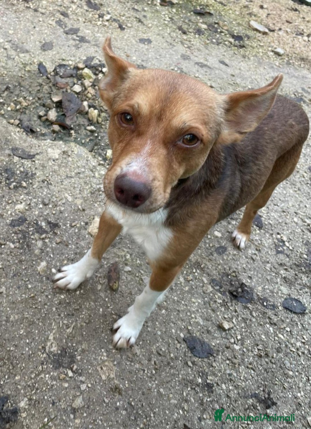 Meticcio cani in regalo: CANGUU TAGLIA PICCOLA - Annuncio 5