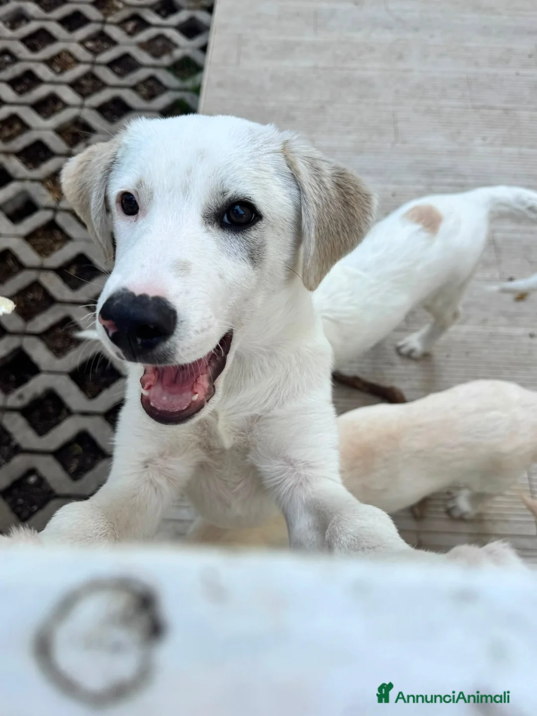 Meticcio cani in regalo: Greg  a Provincia di Treviso - Annuncio 2