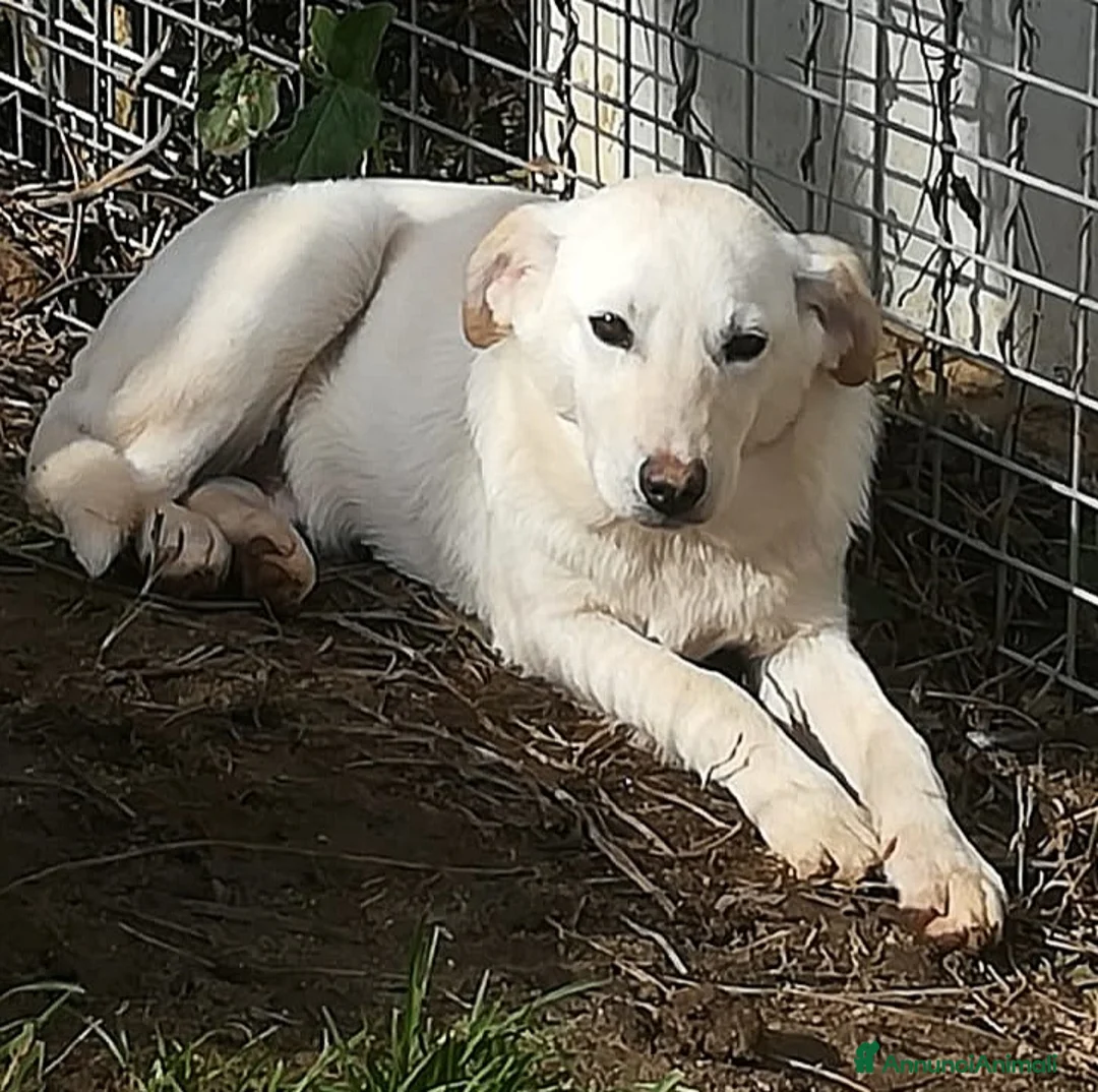 Meticcio cani in regalo: MERLINO ASPETTA UNA MAMMA - Annuncio 1
