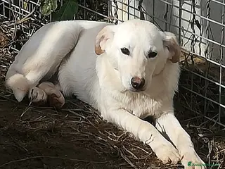 Meticcio cani MERLINO ASPETTA UNA MAMMA - Annuncio 7