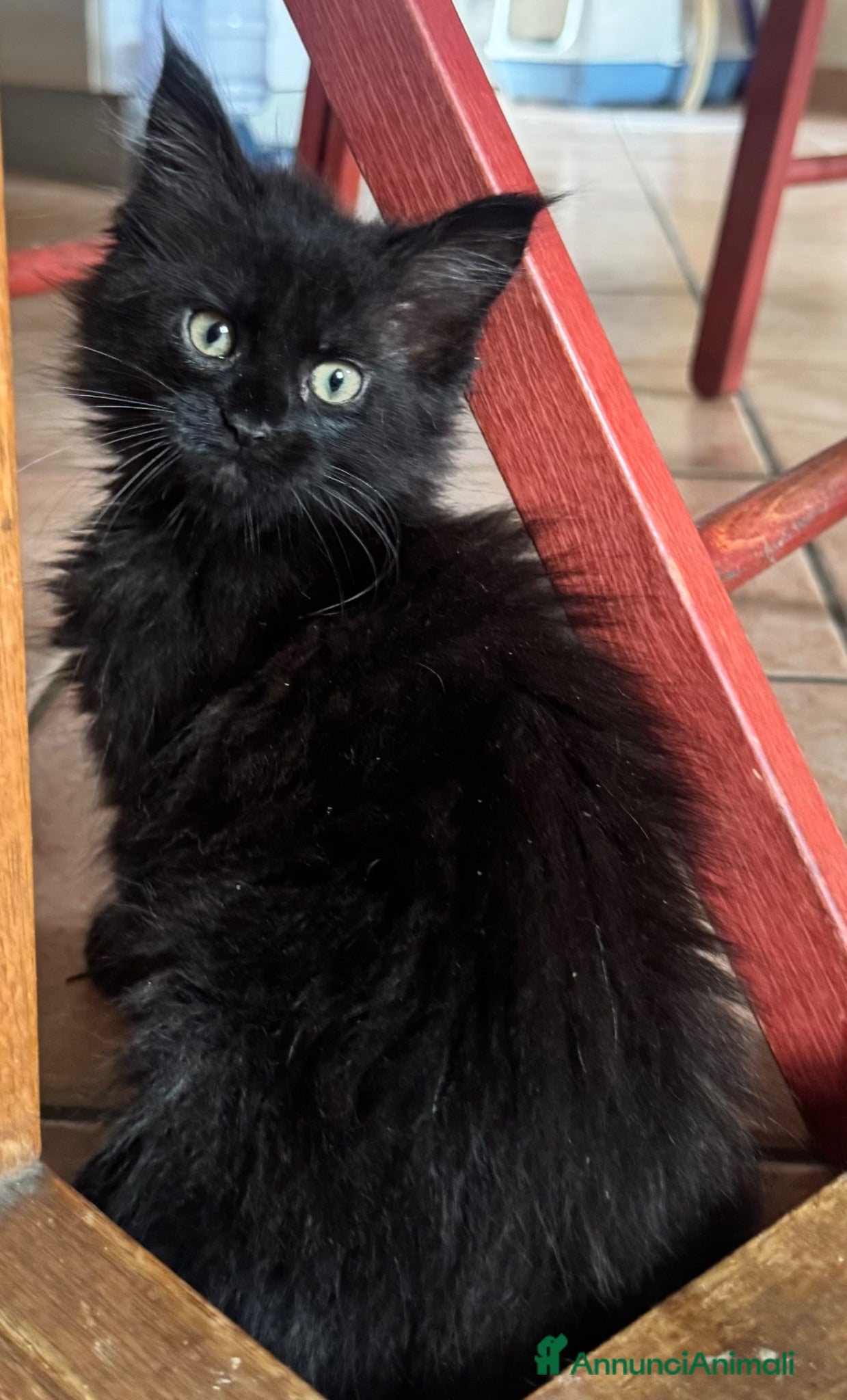 Maine Coon gatti MAINE COON BLACK SOLID pedigree aperto, in 3 rate  - Annuncio 2