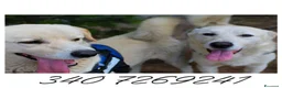 Meticcio cani in regalo: WATSON 💙 SHERLOCK 🩵 due cuori, una sola famiglia a Provincia di Bergamo - Annuncio 2