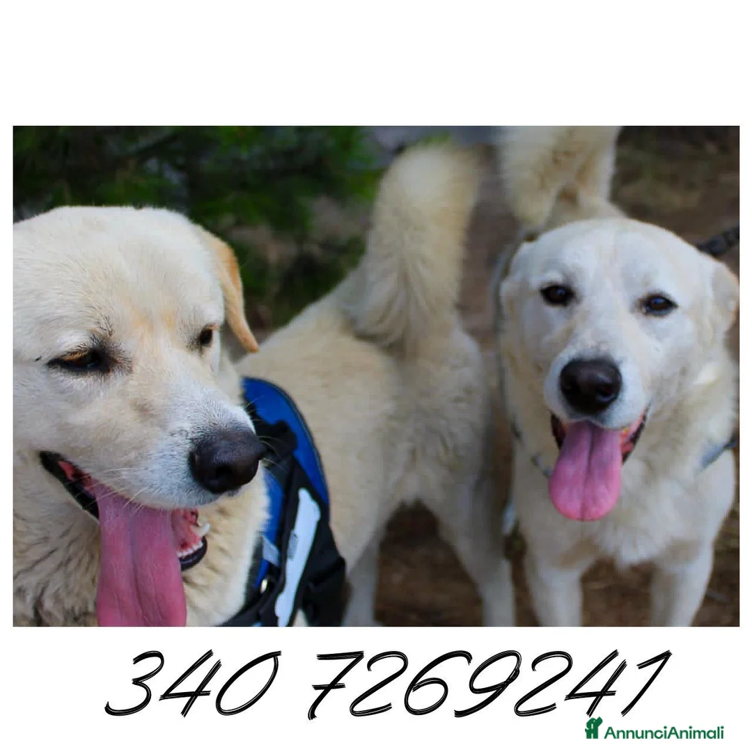Meticcio cani in regalo: WATSON 💙 SHERLOCK 🩵 due cuori, una sola famiglia a Provincia di Bergamo - Annuncio 2