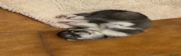 Husky cani in vendita: Cuccioli di Siberian husky  - Annuncio 10