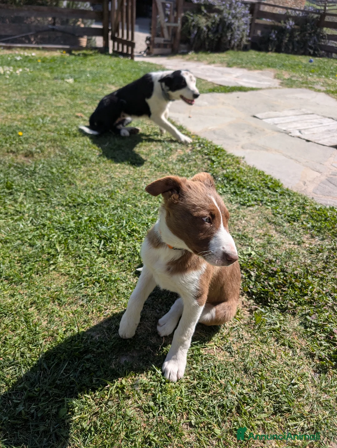 Border Collie cani in vendita: Vendo Border Collie a pelo corto - Annuncio 11
