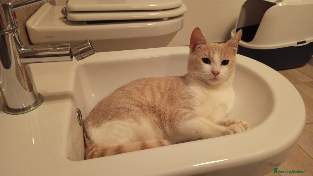 Meticcio gatti in regalo: DOLCISSIMA GATTINA DA ADOTTARE - Annuncio 8