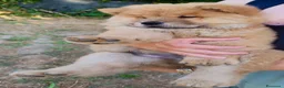 Chow Chow cani in vendita: Chow Chow - Annuncio 9