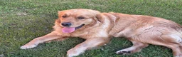 Golden Retriever cani in vendita: Golden retriever  a Provincia di Varese - Annuncio 6